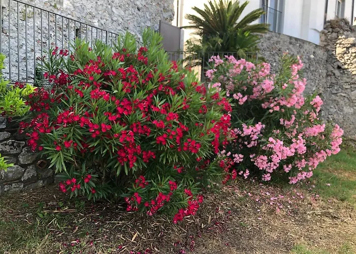 Un Capriccio - Mirto * Aieta